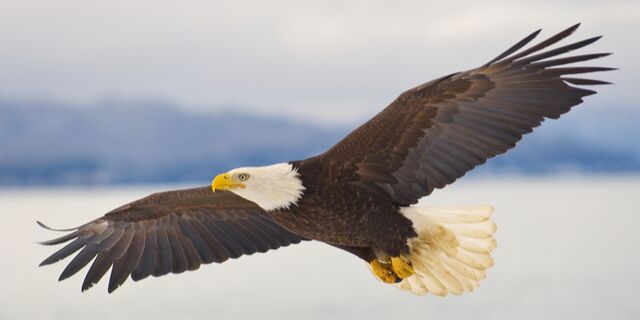Birdzoff Eagle bird control products