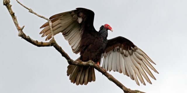 Keep vultures off of your industrial structures