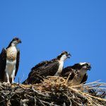 three hawks sitting on nest