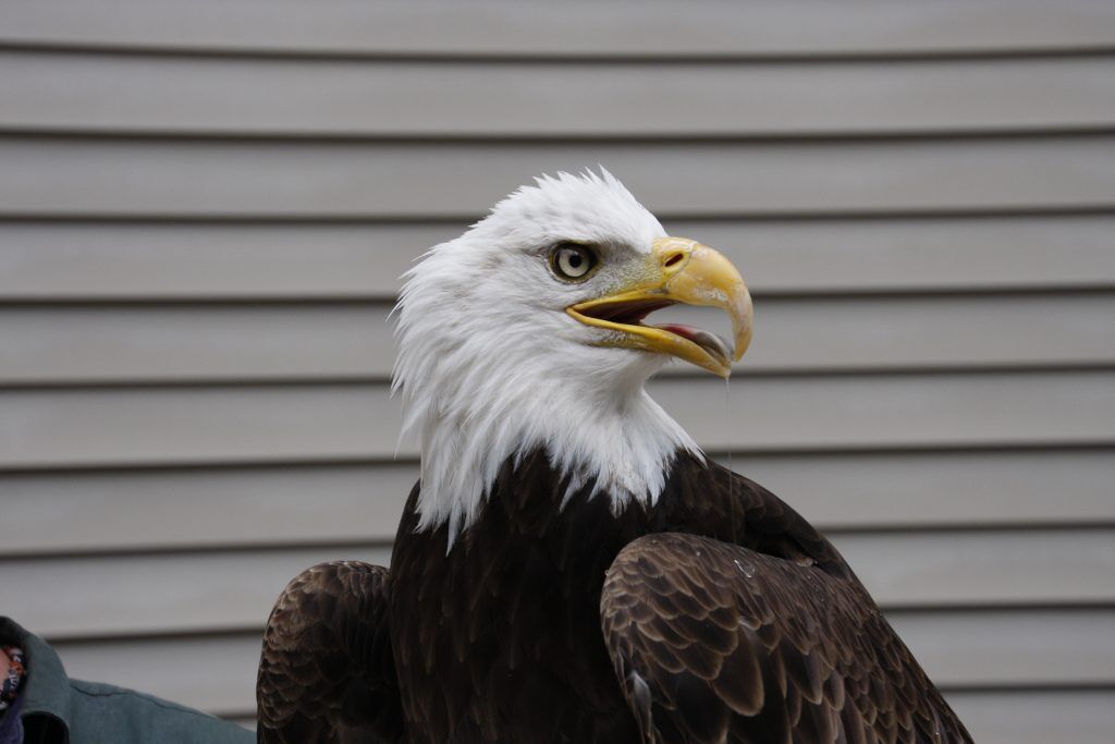 Eagle deterrent services at Birdzoff