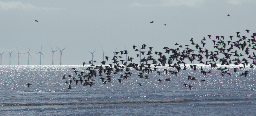 save water sources from sea birds
