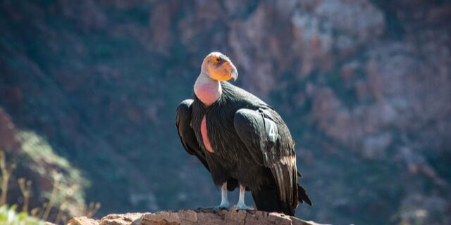 Birdzoff provides Condor Bird Control Services