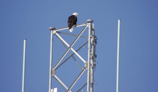 MG_2346-image Birdzoff products for preventing perching and nesting on tower areas
