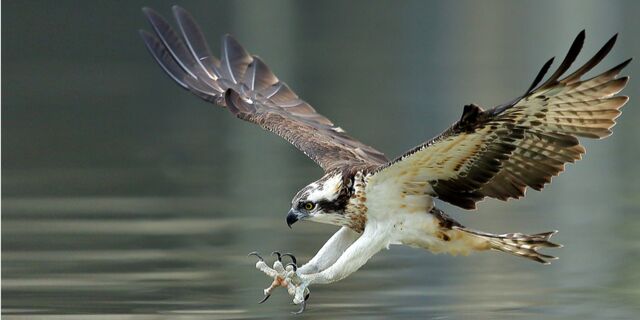 Osprey deterrent for industrial bird control