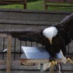 eagle bird control for industrial