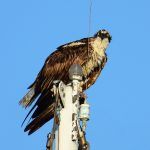Bird Control Solution for Electric and Telecommunication Towers