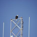 bird sitting on electric tower
