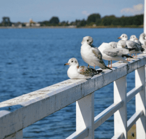 small birds sitting on railing