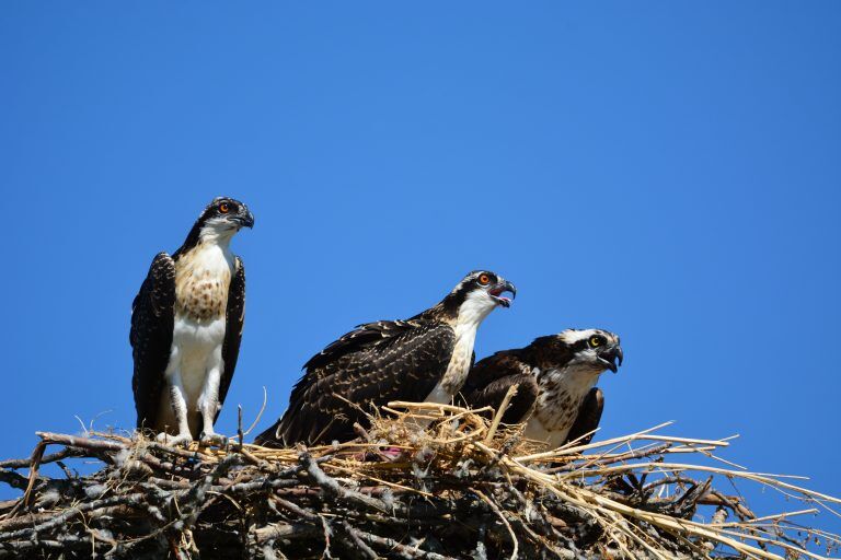 three hawks sitting on nest