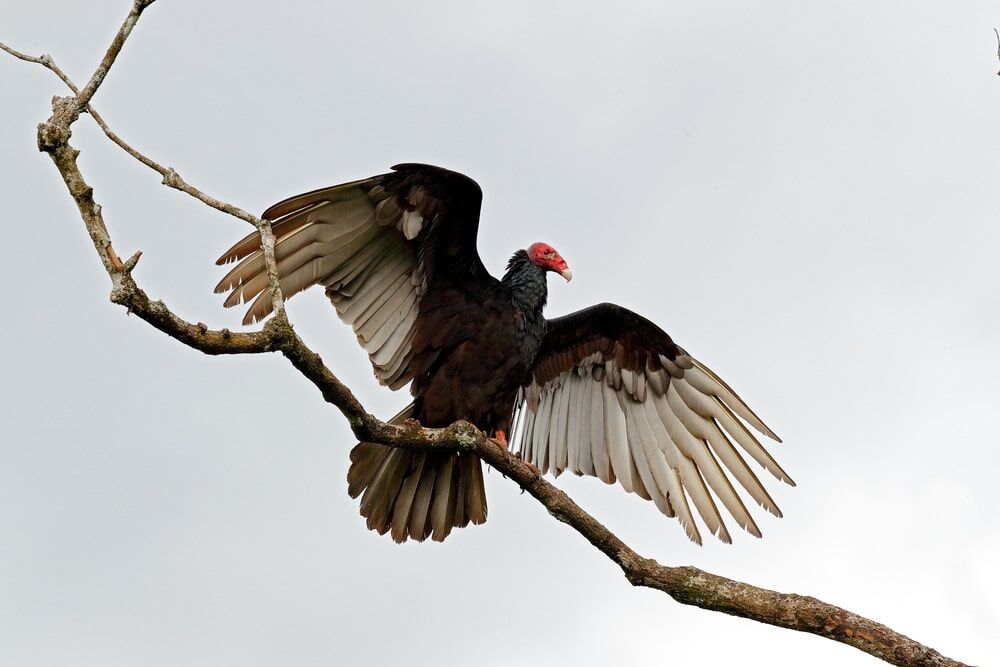 Roof Claim for Damage by Vultures Fails on Ordinary, Not Expert, Meaning of  'Infestation