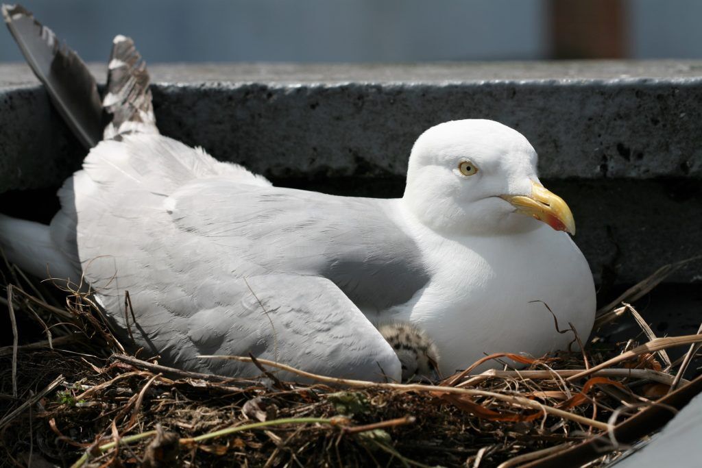 seagull deterrent devices by Birdzoff