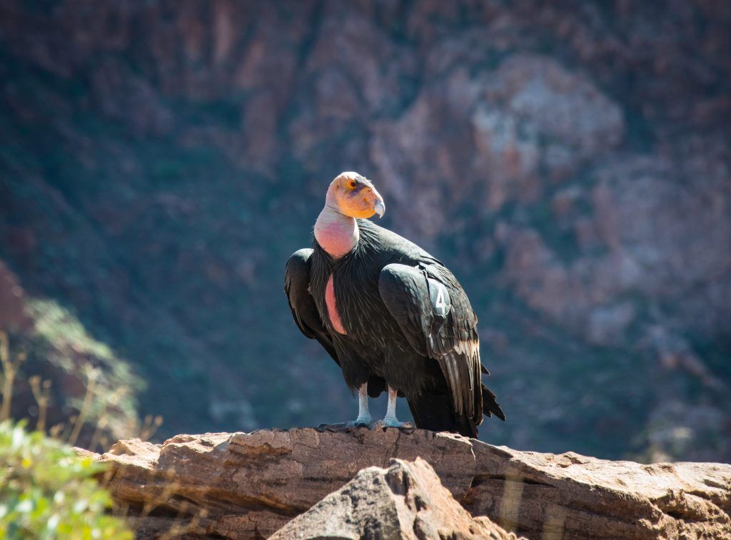 Birdzoff provides Condor Bird Control Services