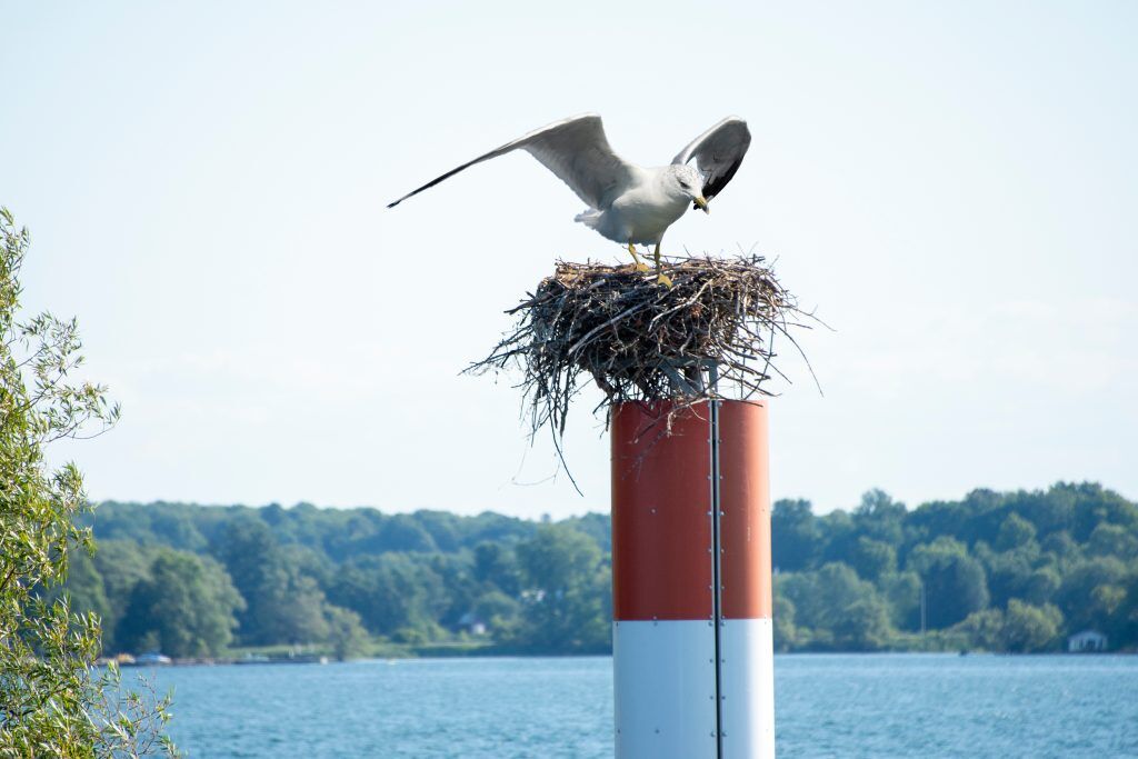Birdzoff seagull deterrent devices