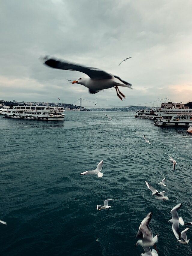 Birdzoff Bird Control at Ports Facilities