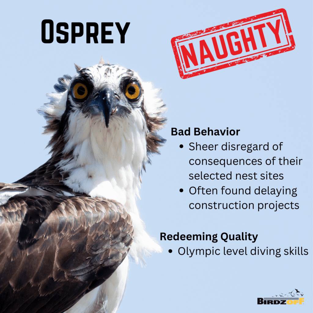 osprey Bad Behavior Sheer disregard of consequences of their selected nest sites Often found delaying construction projects Redeeming Quality Olympic level diving skills