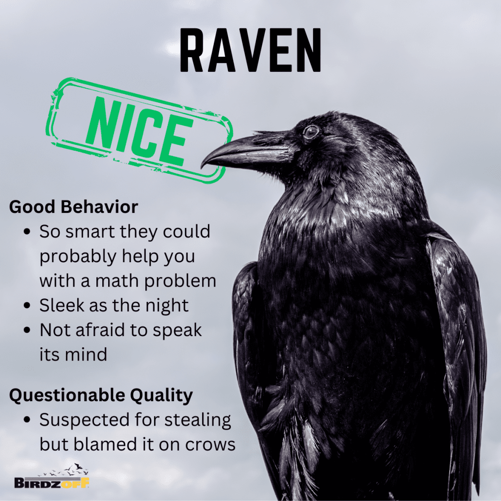 raven Good Behavior So smart they could probably help you with a math problem Sleek as the night Not afraid to speak its mind Questionable Quality Suspected for stealing but blamed it on crows