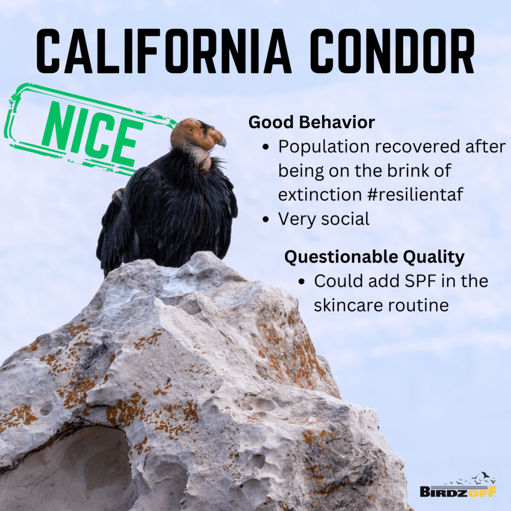 California Condor Good Behavior Population recovered after being on the brink of extinction #resilientaf Very social Questionable Quality Could add SPF in the skincare routine