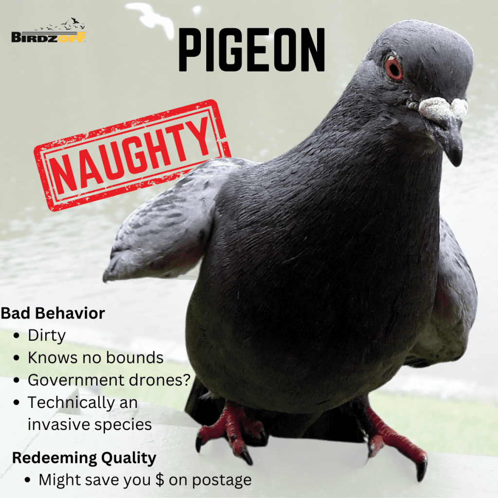 Pigeon Bad Behavior Dirty Knows no bounds Government drones? Technically an invasive species Redeeming Quality Might save you $ on postage