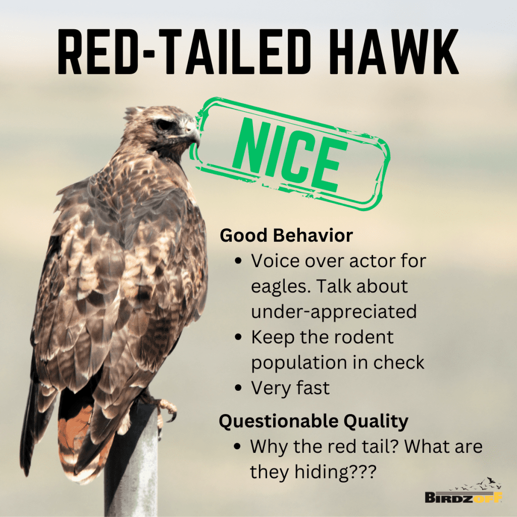 Red-tailed hawk Good Behavior Voice over actor for eagles. Talk about under-appreciated Keep the rodent population in check Very fast Questionable Quality Why the red tail? What are they hiding???