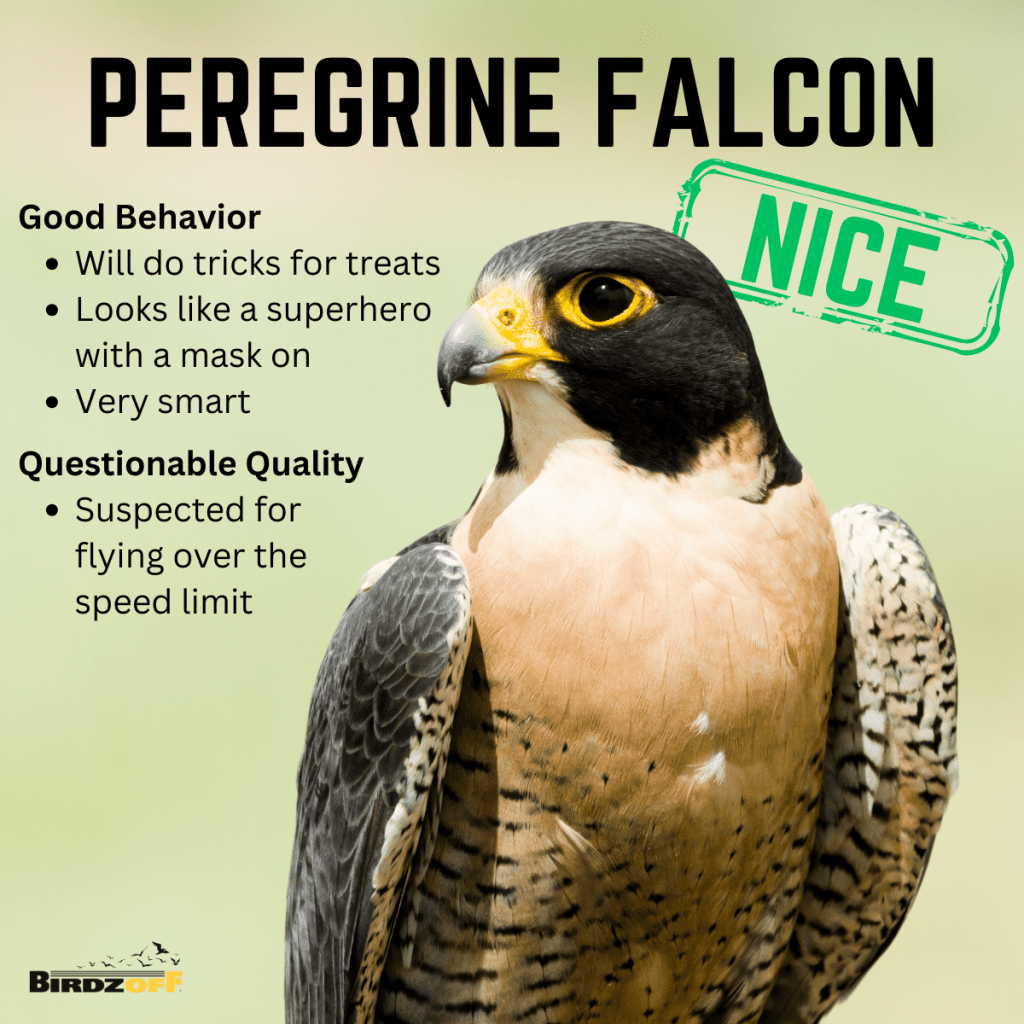 peregrine falcon Good Behavior Will do tricks for treats Looks like a superhero with a mask on Very smart Questionable Quality Suspected for flying over the speed limit