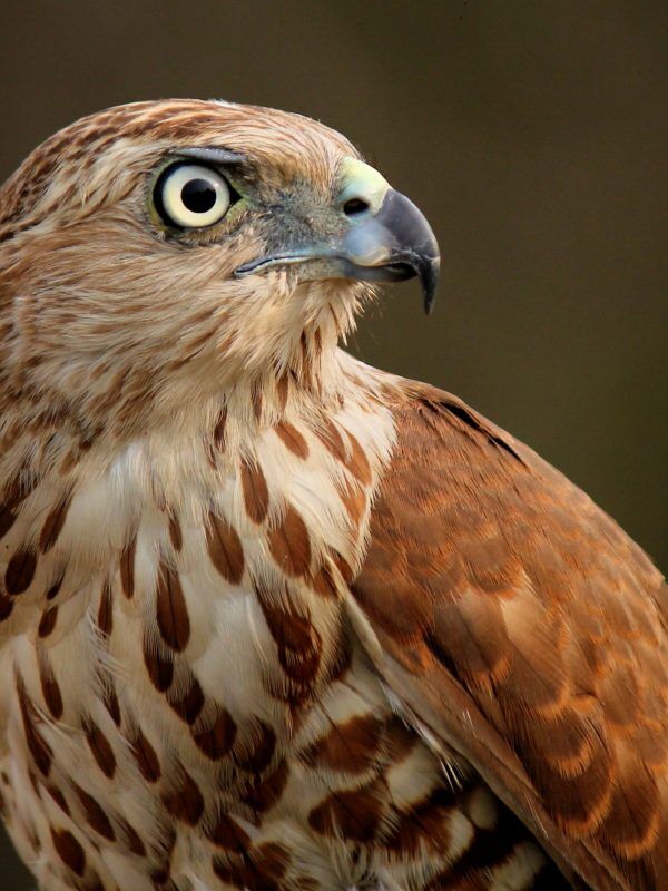 Shikra,Accipiter,Badius,Is,A,Small,Bird,Of,Prey,In