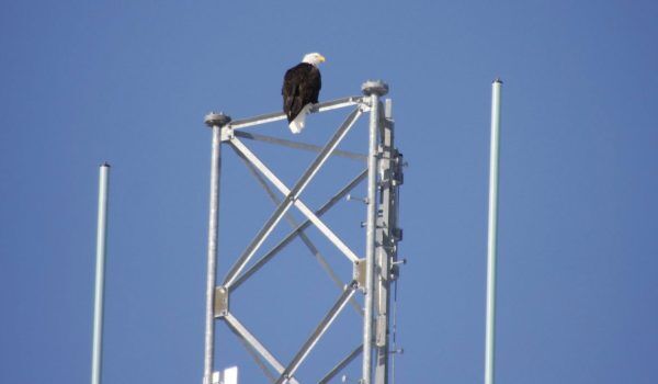 Birdzoff products for preventing perching and nesting on tower areas