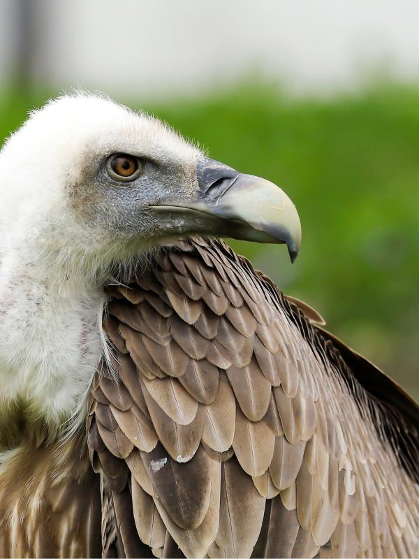 Protect Your Property from Vulture Damage with Our Control Methods